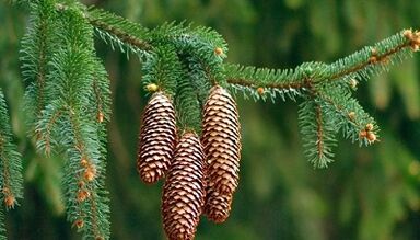 Treatment of spruce cones of cervical osteochondosis